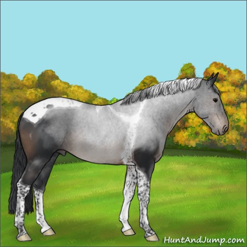 Horse Color:Brown Tobiano Rabicano 