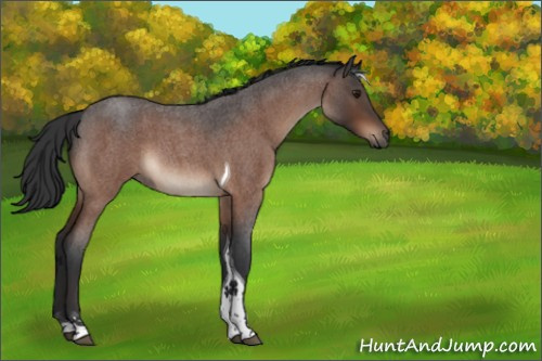 Horse Color:Brown Roan Tobiano 