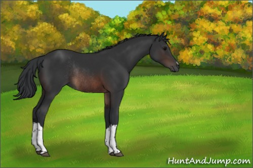 Horse Color:Brown Rabicano 