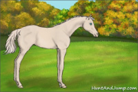 Horse Color:Cremello 