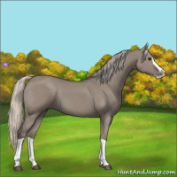Horse Color:Silver Grullo Splash 