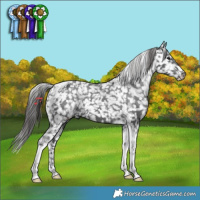 Horse Color:Black Tobiano Appaloosa 