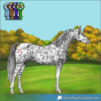 Horse Color:Black Tobiano Appaloosa