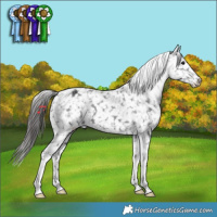 Horse Color:Black Tobiano Snowflake Varnish 