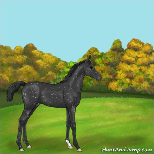Horse Color:Black Appaloosa 