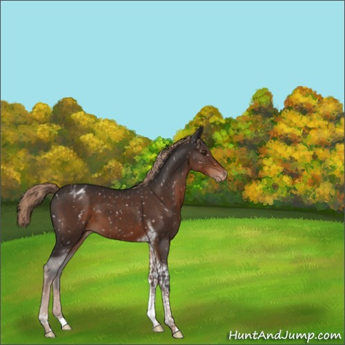 Horse Color:Unknown 
