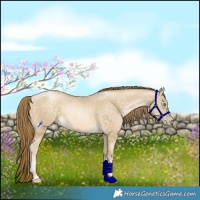 Horse Color:Buckskin Pearl Dun Tobiano 