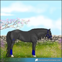 Horse Color:Black 