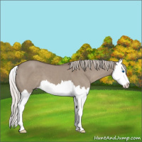 Horse Color:Silver Grullo Splash
