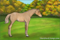 Horse Color:Palomino Roan 