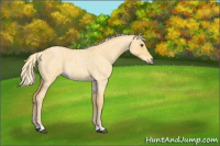 Horse Color:Palomino Roan Dun 
