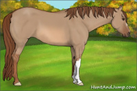 Horse Color:Red Dun 