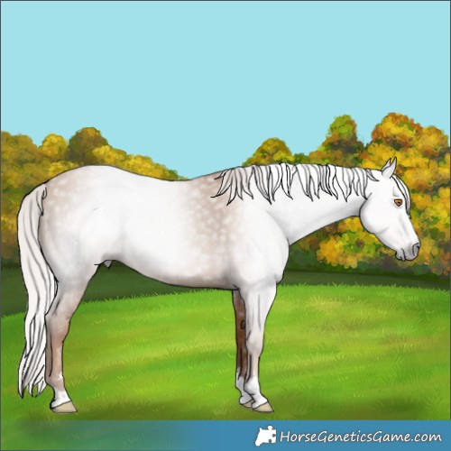 Horse Color:Gray Silver Classic Champagne 