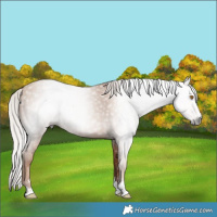 Horse Color:Gray Silver Classic Champagne 