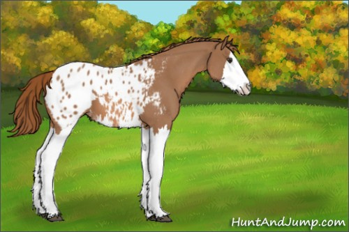 Horse Color:Red Roan Splash Appaloosa 