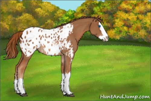 Horse Color:Chestnut Sabino Splash Appaloosa 