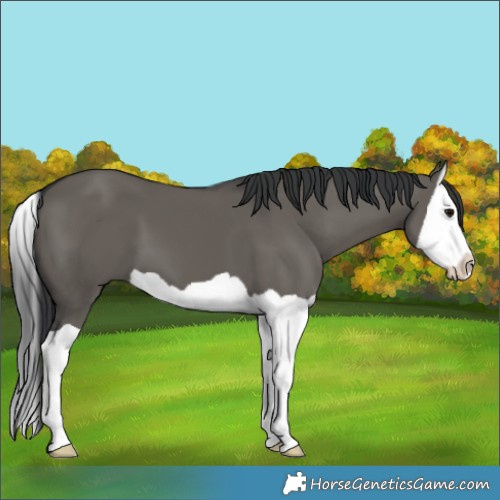 Horse Color:Grullo Splash 