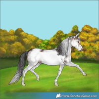 Horse Color:White Spotted Brown Frame