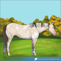 Horse Color:White Spotted Amber Champagne Dun