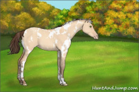 Horse Color:White Spotted Amber Champagne Dun 