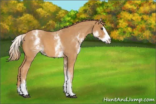 Horse Color:White Spotted Chestnut Splash 