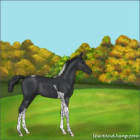 Horse Color:Black Tobiano Rabicano 