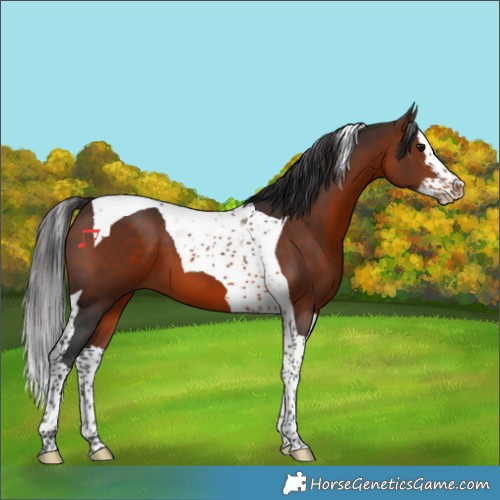 Horse Color:Brown Splash Tobiano 