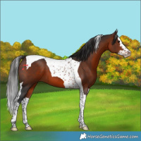 Horse Color:Brown Splash Tobiano