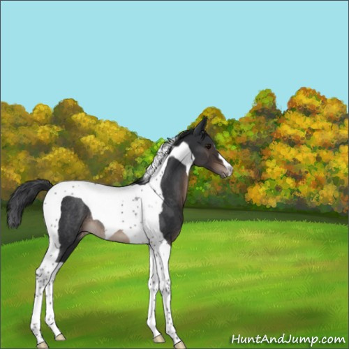 Horse Color:Brown Tobiano Appaloosa Rabicano 