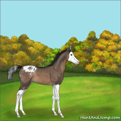 Horse Color:Brown Dun Splash Appaloosa 