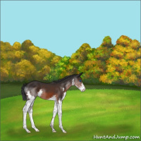 Horse Color:Brown Splash 