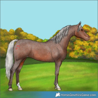 Horse Color:Silver Brown Appaloosa 
