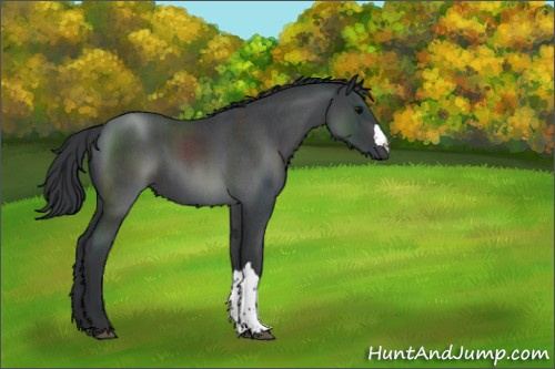 Horse Color:Blue Roan 