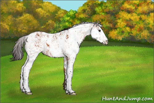 Horse Color:Buckskin Sabino 