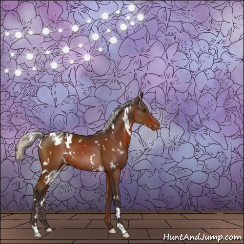 Horse Color:White Spotted Silver Brown Appaloosa Rabicano 
