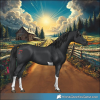 Horse Color:Black Tobiano 