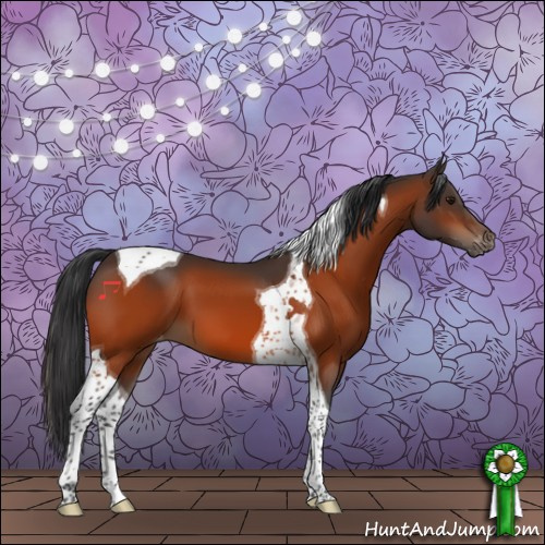 Horse Color:Bay Tobiano Appaloosa 