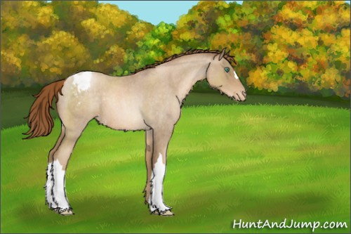 Horse Color:Smoky Blue Roan Pearl Appaloosa 