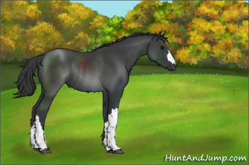 Horse Color:Black Rabicano 