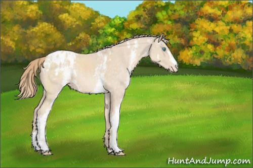 Horse Color:White Spotted Perlino Appaloosa 