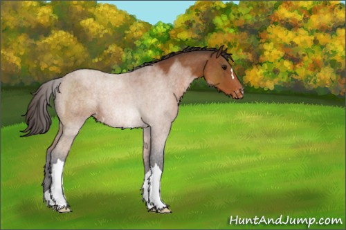 Horse Color:Buckskin Appaloosa 