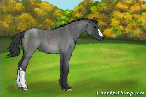Horse Color:Blue Roan 