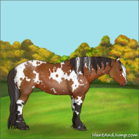 Horse Color:White Spotted Buckskin 