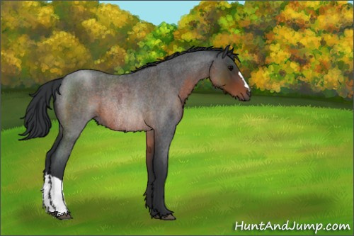 Horse Color:Brown Roan Rabicano 