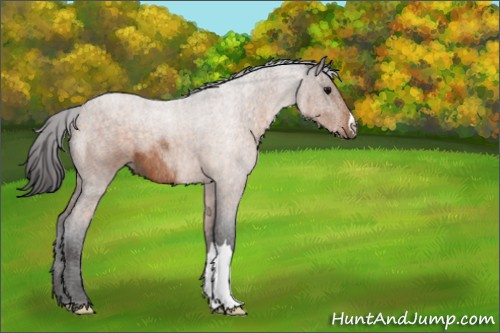 Horse Color:Buckskin Roan 