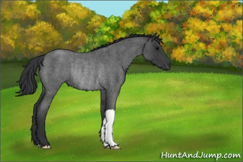 Horse Color:Blue Roan Rabicano 
