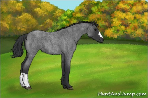 Horse Color:Blue Roan 