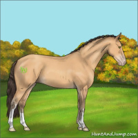 Horse Color:Amber Champagne 
