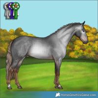 Horse Color:Gray Liver Red Roan 