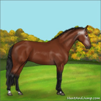 Horse Color:Gray Bay 